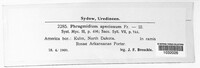 Phragmidium speciosum image